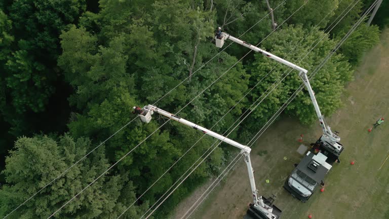 Professional Tree Services in Village Of Waukesha, WI