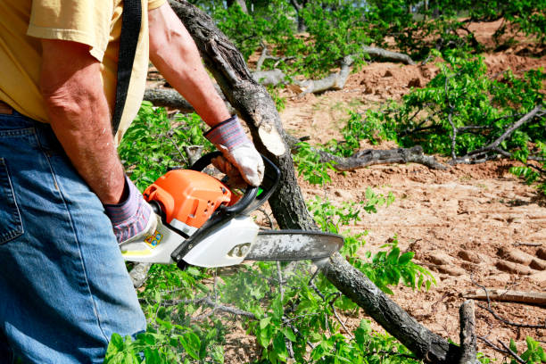 How Our Tree Care Process Works  in  Village Of Waukesha, WI